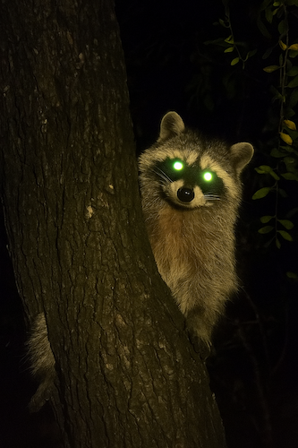 Raccon